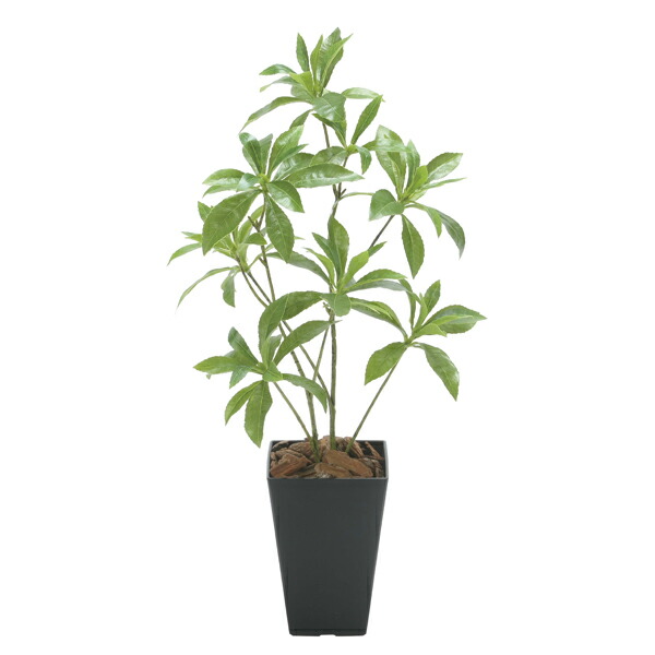 楽天市場】光触媒 光の楽園 インテリアフレッシュアセビ1.7m