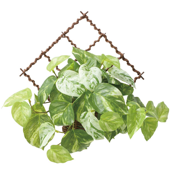 楽天市場】人工観葉植物ポトス壁掛け触媒加工送料無料全長78cm