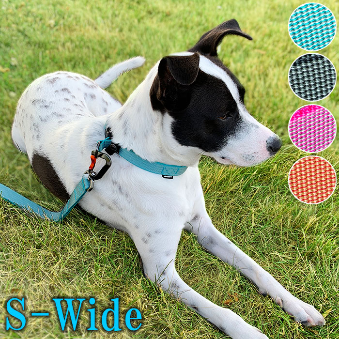 首長犬 lg615953235-sw.jpg