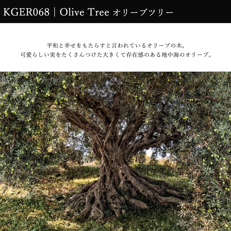 輸入壁紙 海外 壁紙 のり付き おしゃれ クロス 紙 内装 撮影 ドイツ製 補修 クロス 店舗 内装 リビング トイレ 玄関 模様替え リフォーム 撮影用 ウォールペーパー オリーブ 木 地中海 オリーブツリー 8 531 Pressclubvartha Com