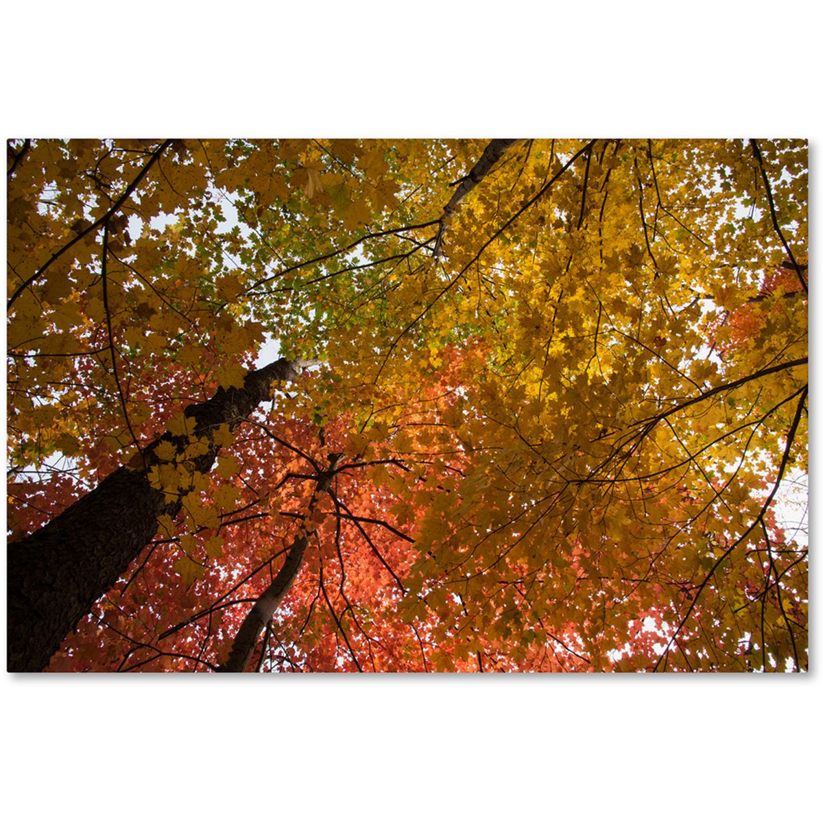 [RDY] [送料無料] Trademark Fine Art カート・シェイファーによるキャンバスアート Spectacular Brilliant Autumn Trees [海外通販] | Trademark Fine Art \