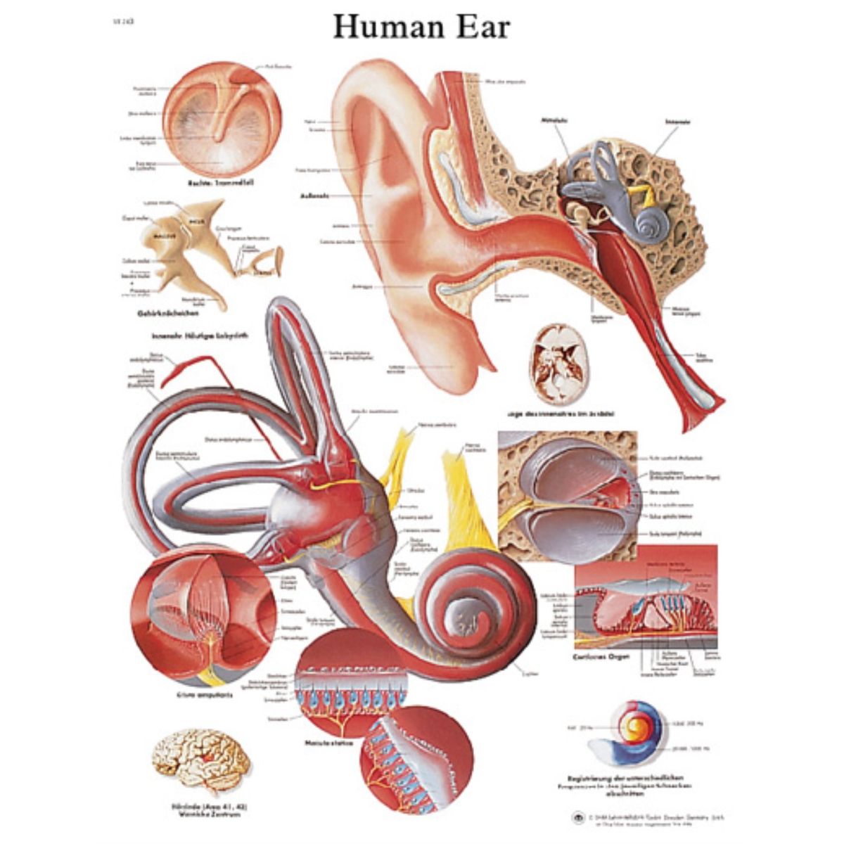 [RDY] [貨物輸送無料] 生体解剖学的 , ラミネート処理 [外国で通信販売] | Anatomical chart: ear, laminated その他-知育玩具・学習玩具-おもちゃ
