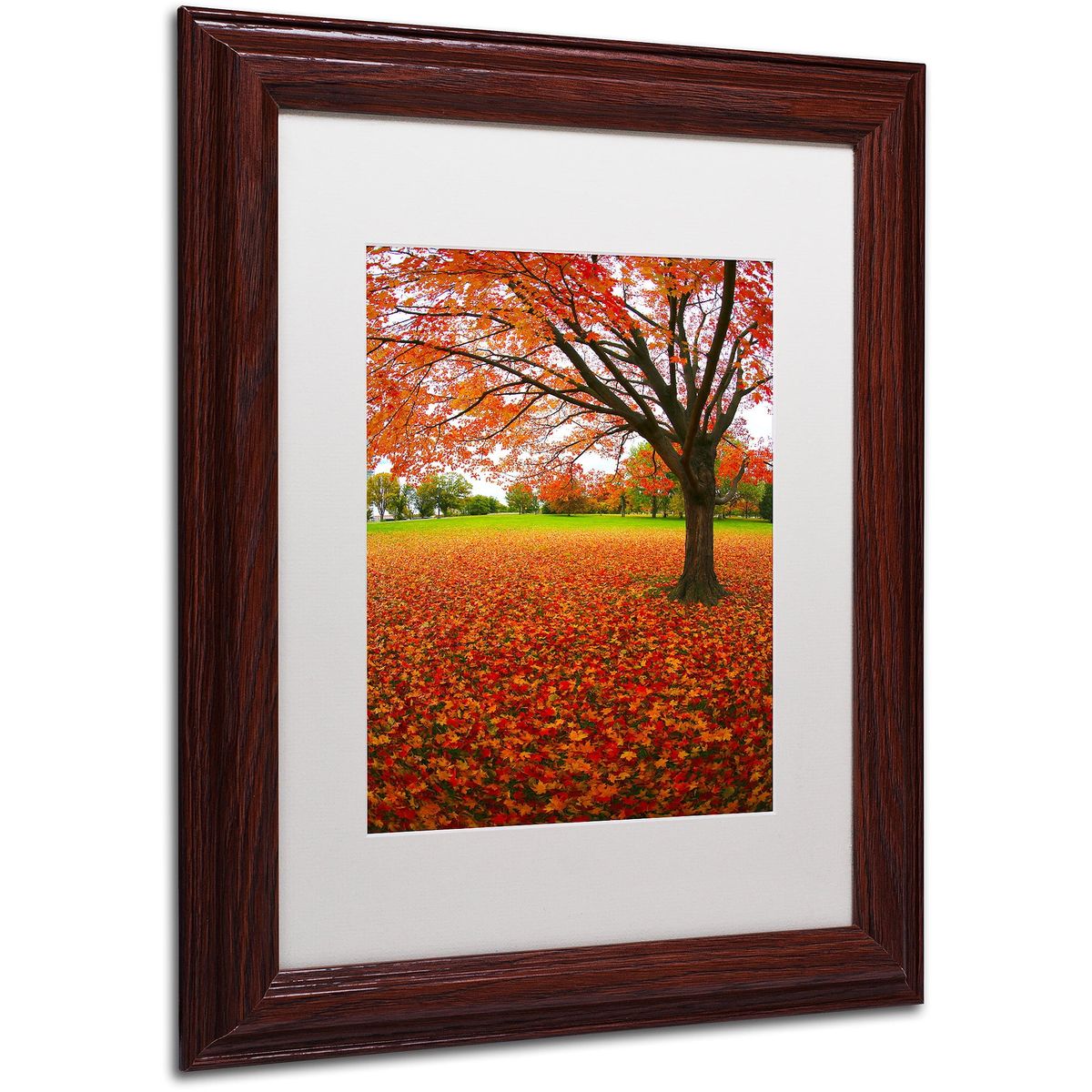[RDY] [貨物輸送無料] Trademark Fine Art CATeyes作 \