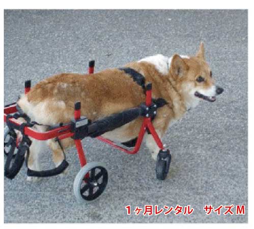 楽天市場 1カ月レンタル ４輪の犬の車椅子 K9カートスタンダード M 11 1 18kg 用 介護用品 老犬 高齢犬 わんケア 犬用 車椅子 車いす カート 中型犬 車椅子 バギー 後肢 後足 歩行器 コーギー ビーグル レンタル 歩行 補助 ペット 老犬と介護のショップ わんケア