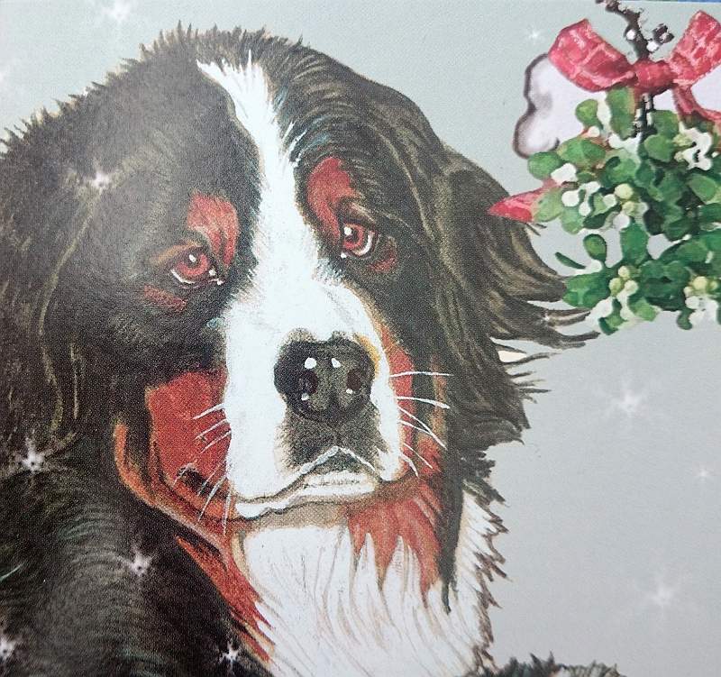 楽天市場 バーニーズマウンテンドッグのクリスマスカード二つ折り 中にメッセージが書ける封筒付カードペット 犬 ラリーズカンパニー 浜名湖通販部