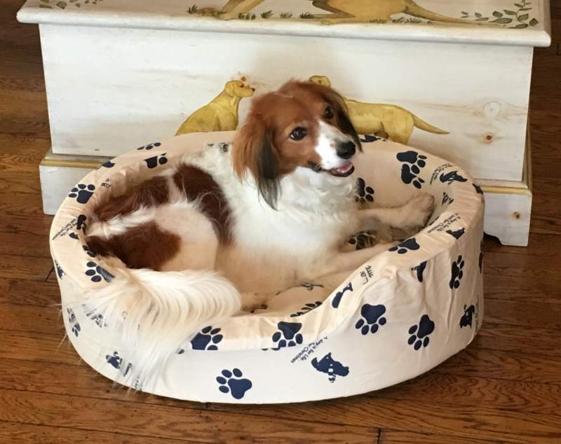 M 小~中型犬用カドラーのセット ノーマルタイプのカバーとなみなみウレタンベッドのセット ペットベッド 介護用ベッド