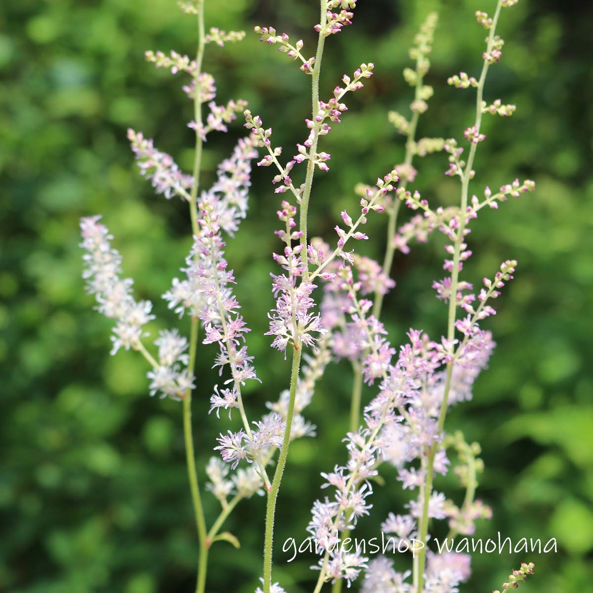 Neko様　売約済みです。耐寒宿根草　菖蒲湯用の菖蒲です。　22-4(5) 08直前】花菖蒲 紫雲(淡紫)※届日限定 4/30〜5/1 ※商品説明をお