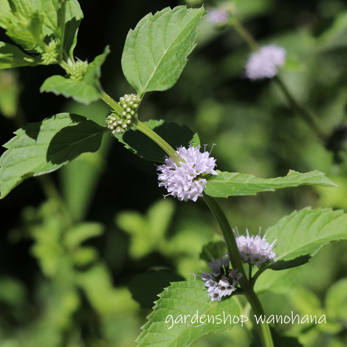【楽天市場】薄荷 (ハッカ)(日本薄荷(ニホンハッカ)):ガーデンショップ和の花