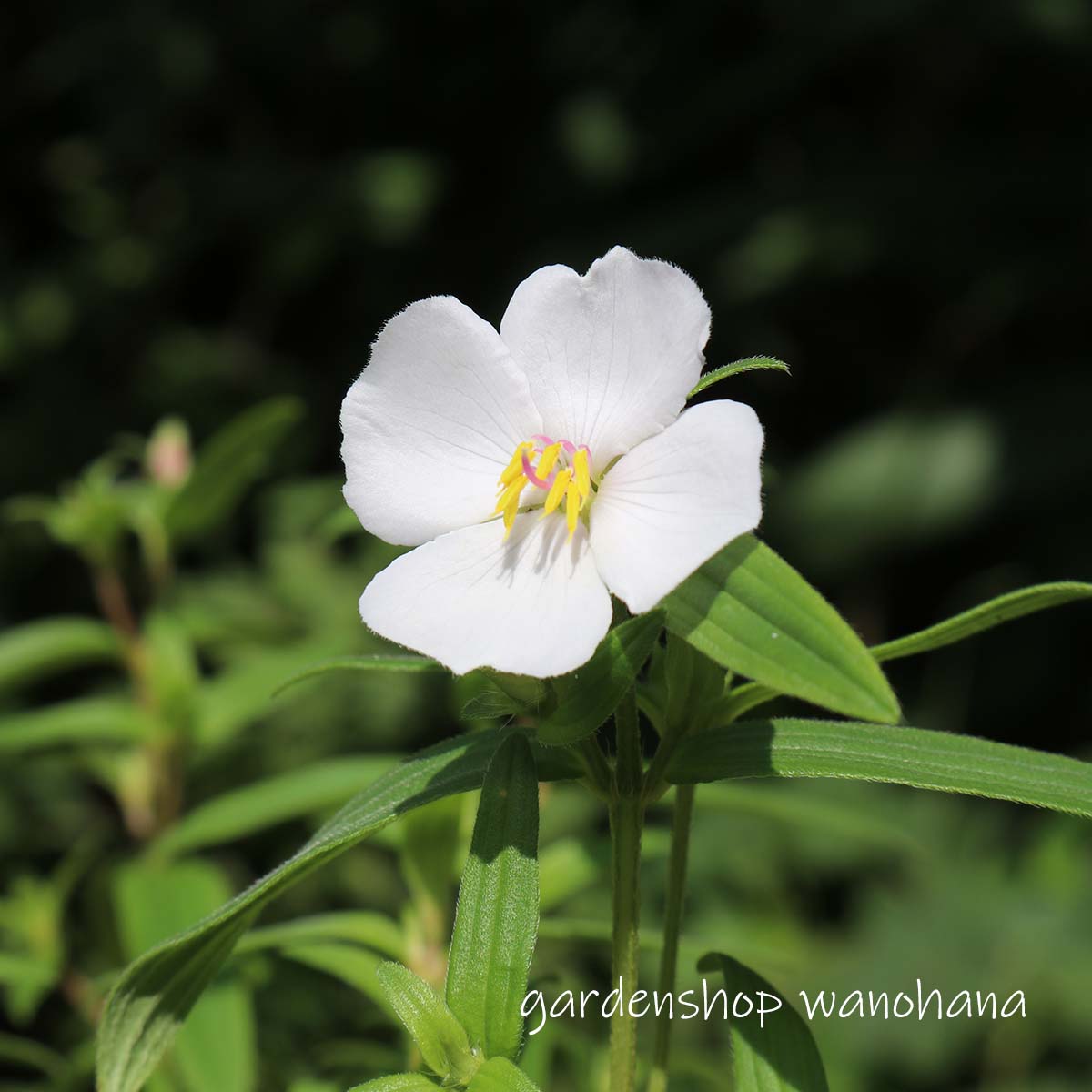 サマーセール！値下げ再出品！ TA3742 ノボタン科 着生塊茎 アリ植物 Monolena primuliflora ブータンノボタン (ブータンノボタン)\u203b2025年開花終了。2026