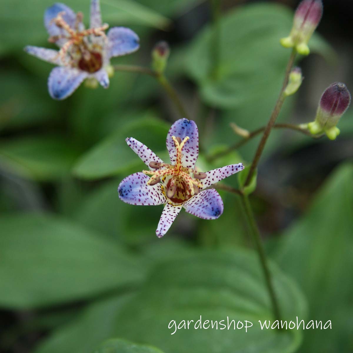 楽天市場】ホトトギス「秋月」（b20） : 千草園芸