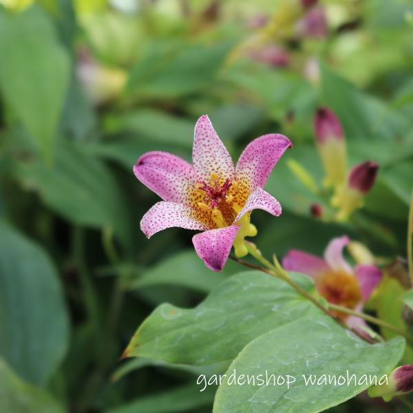 ホトトギス 100株 楽天市場】ホトトギス 黄金月 : 千草園芸