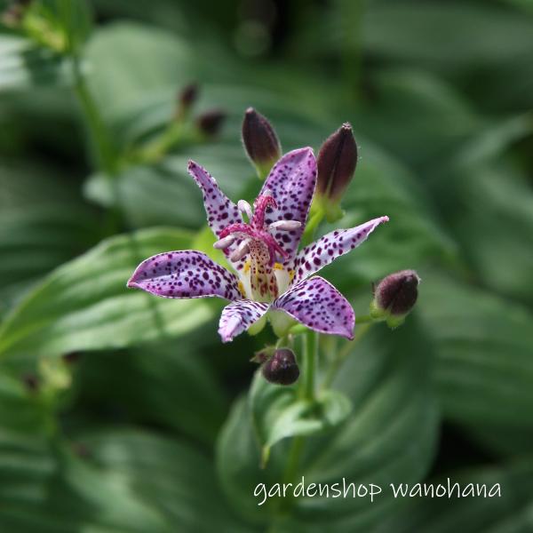 楽天市場】ホトトギス 紫錦 (ホトトギス シキン) : ガーデンショップ和の花