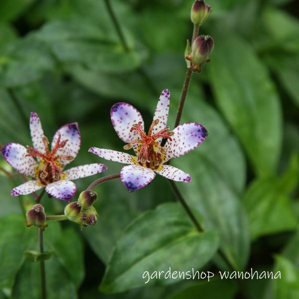 楽天市場】ホトトギス 清流 : 千草園芸