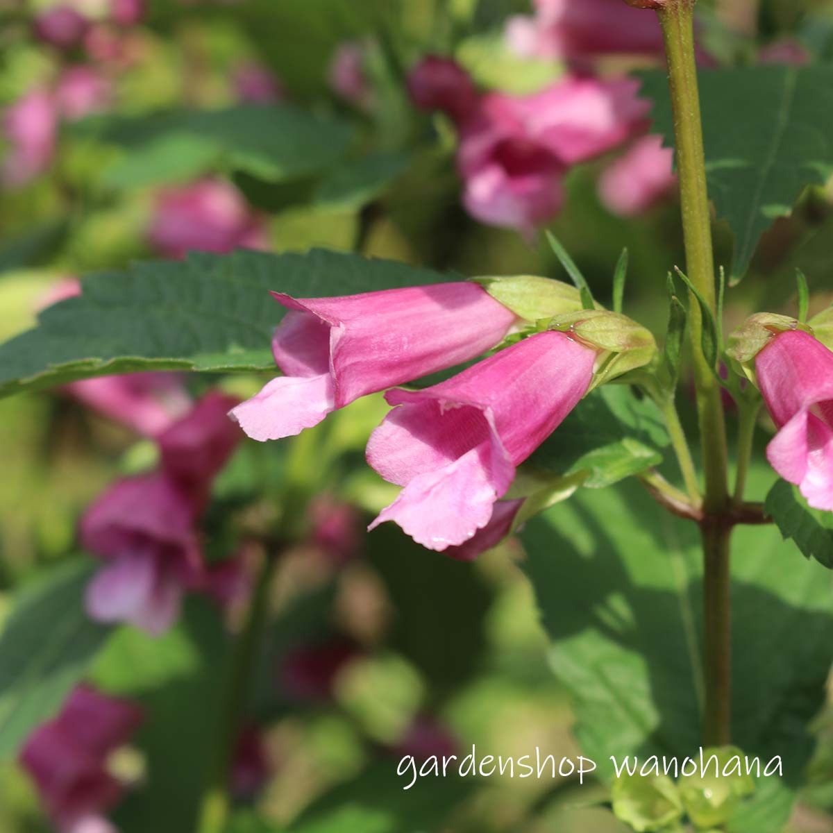 楽天市場】野薊 (ノアザミ)※2026年開花見込み。 : ガーデンショップ和の花
