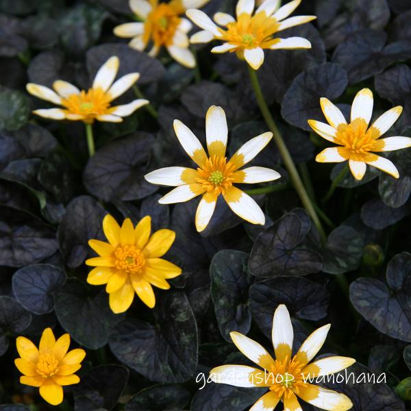 クピド 二輪草鉢植え ニリンソウ：八重咲き二輪草 銀盃（ギンサカズキ