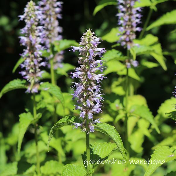 楽天市場】沢桔梗 (サワギキョウ)※2025年、開花終了。地上部を