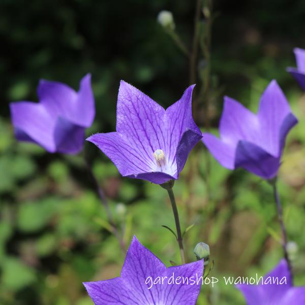 楽天市場】三重咲き桔梗 白花 (ミエザキキキョウ シロバナ)※2026年開花