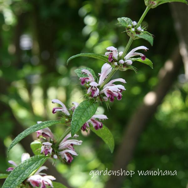 サワキキョウ　4鉢 293a0465bc0d1d3ab911b5e52bcdc0