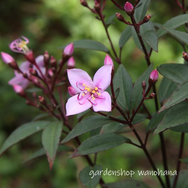 楽天市場】二輪草 銀盃 (ニリンソウ ギンパイ)※2025年9月植え替え済み