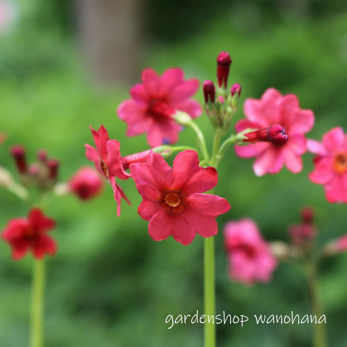 楽天市場】崑崙花(コンロンカ）ハンカチノハナ 5号苗 : 千草園芸