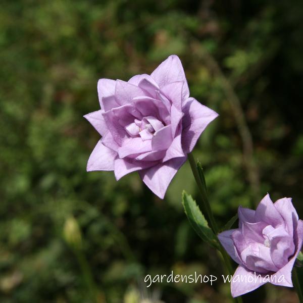 桔梗 img56874760.jpg