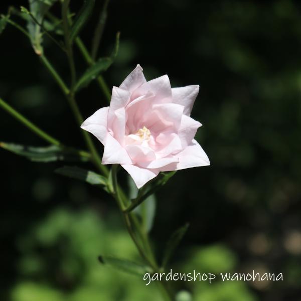 楽天市場】二重咲き桔梗 ダブルザキ キキョウ 科名 キキョウ科