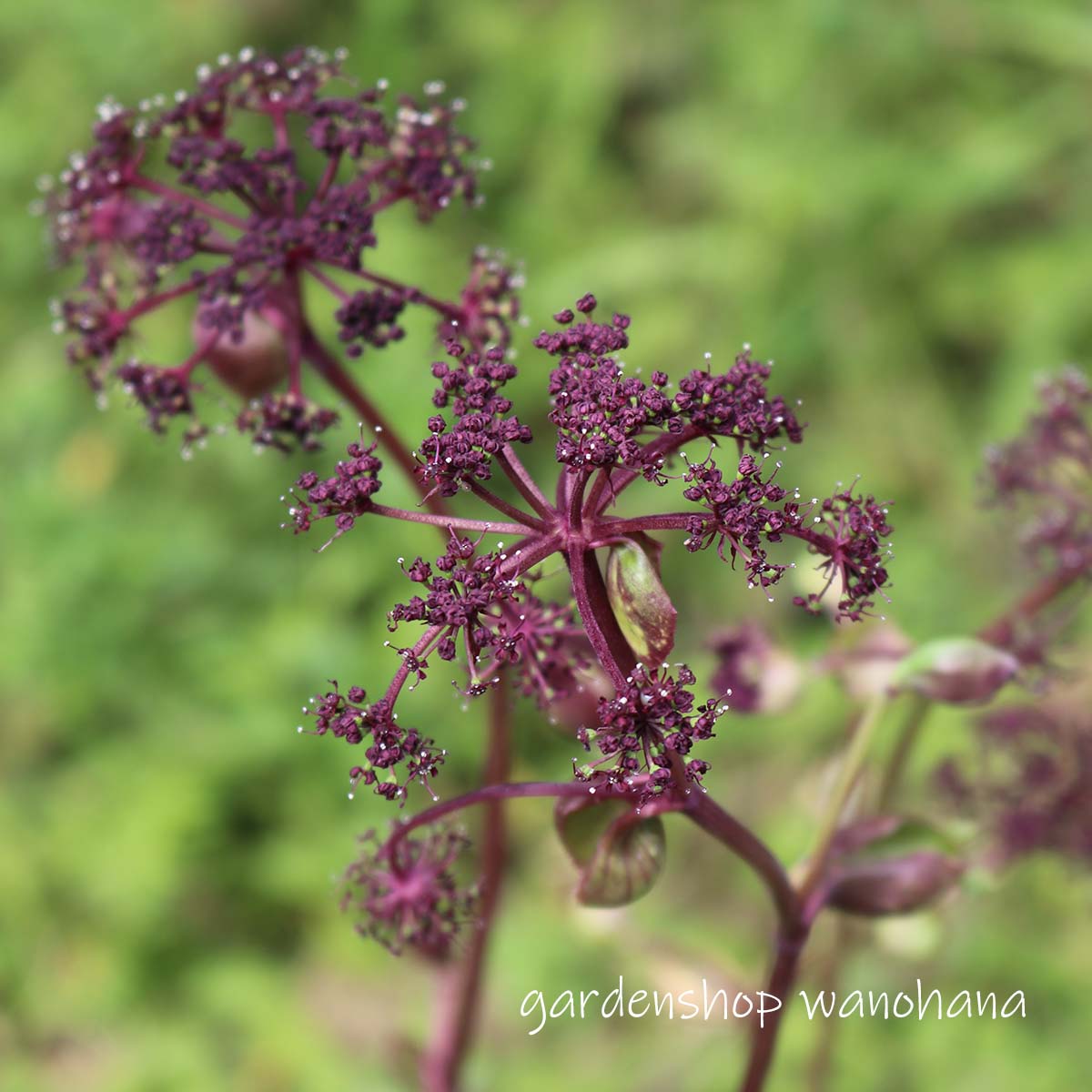 楽天市場】草牡丹 桃花 (クサボタン モモバナ)※2026年開花見込み 楽天市場】草牡丹 桃花 (クサボタン モモバナ)※2026年開花見込み