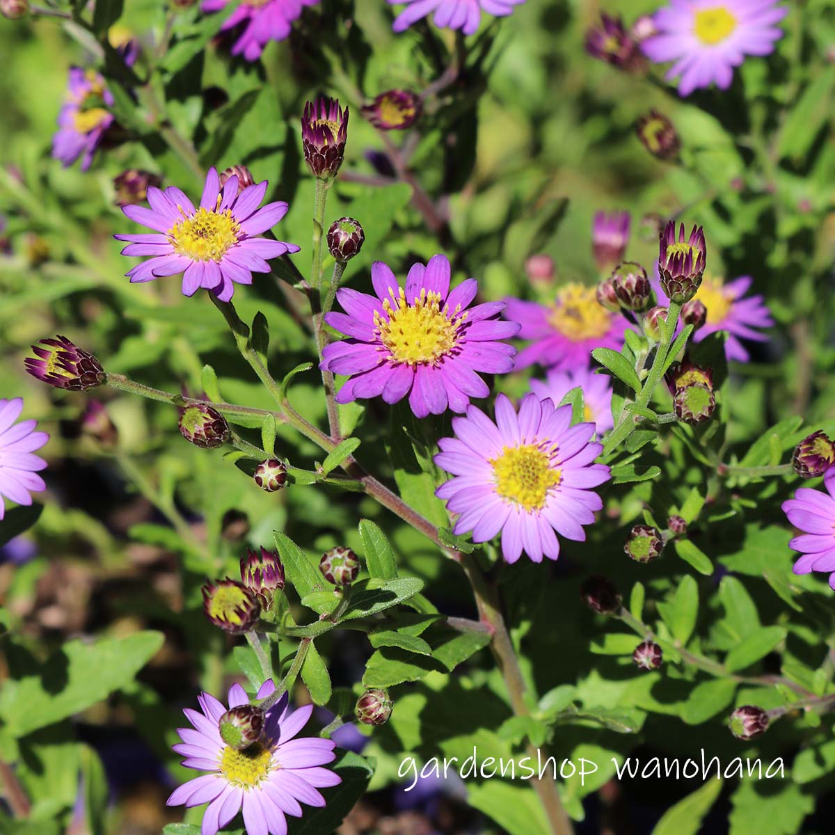 楽天市場】夕顔(ユウガオ) 赤花1株 : あなたの街のお花屋さんイングの森