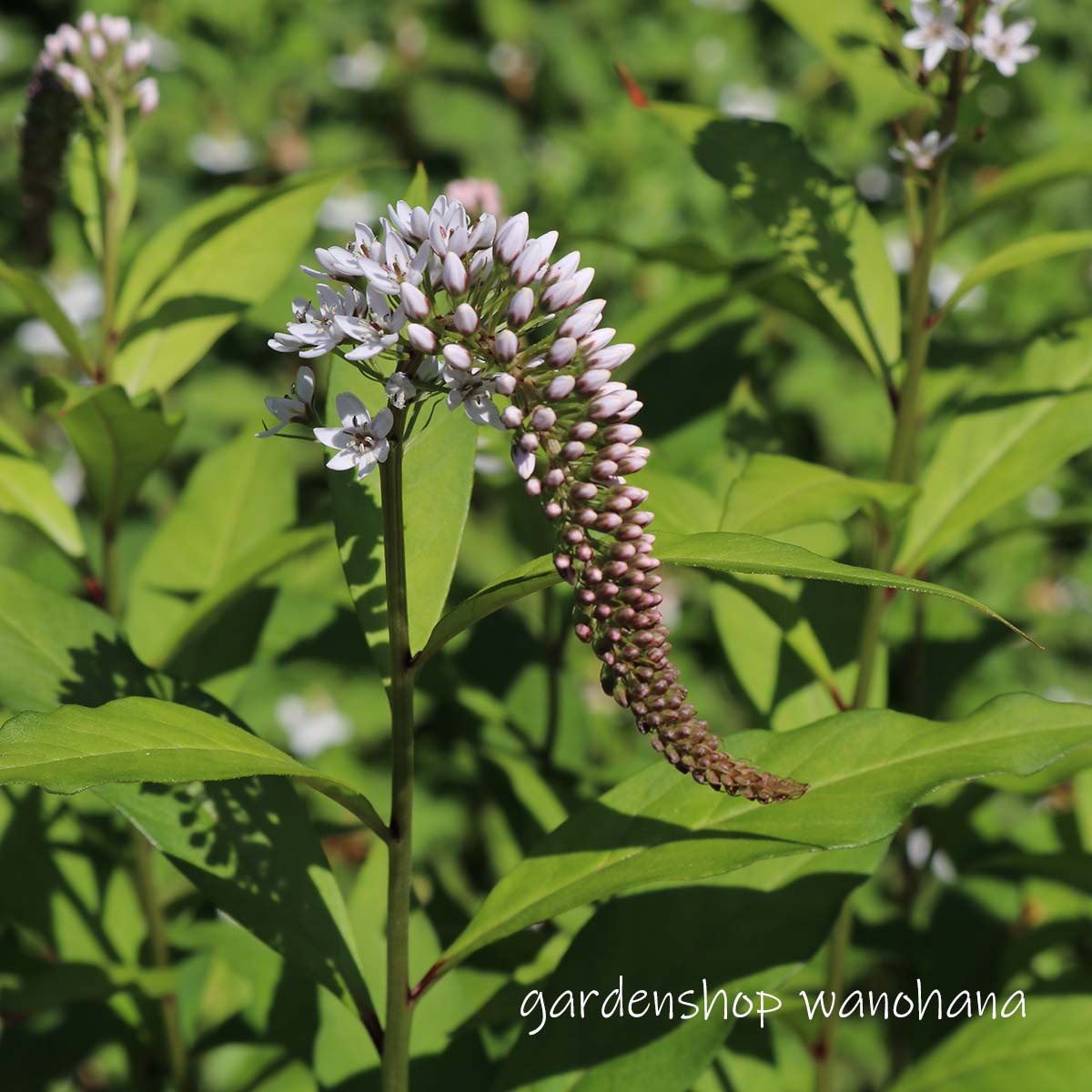 楽天市場】舟腹草 (フナバラソウ)※2026年開花見込み。 : ガーデン