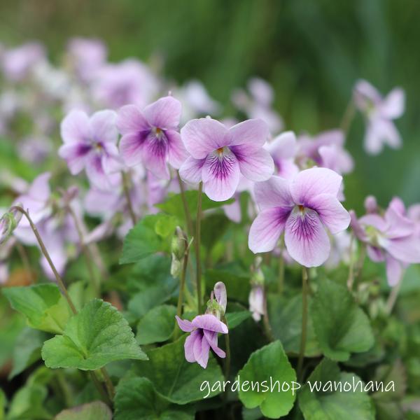北の蝦夷タチツボスミレ苗　山葡萄苗木セット 北の蝦夷タチツボスミレ苗 山葡萄苗木セット 北の蝦夷タチツボスミレ苗