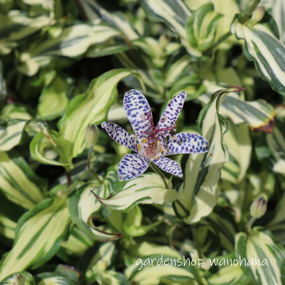 楽天市場】藪萱草 (ヤブカンゾウ)※2026年開花見込み。 : ガーデン