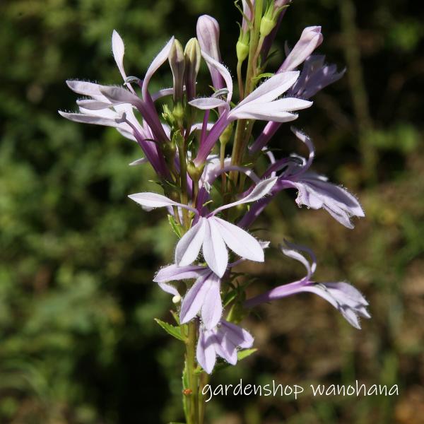 サワキキョウ　4鉢 楽天市場】沢桔梗 (サワギキョウ)※2025年、開花終了。地上部を