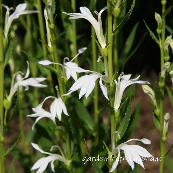 楽天市場】沢桔梗 (サワギキョウ)※2025年、開花終了。地上部を