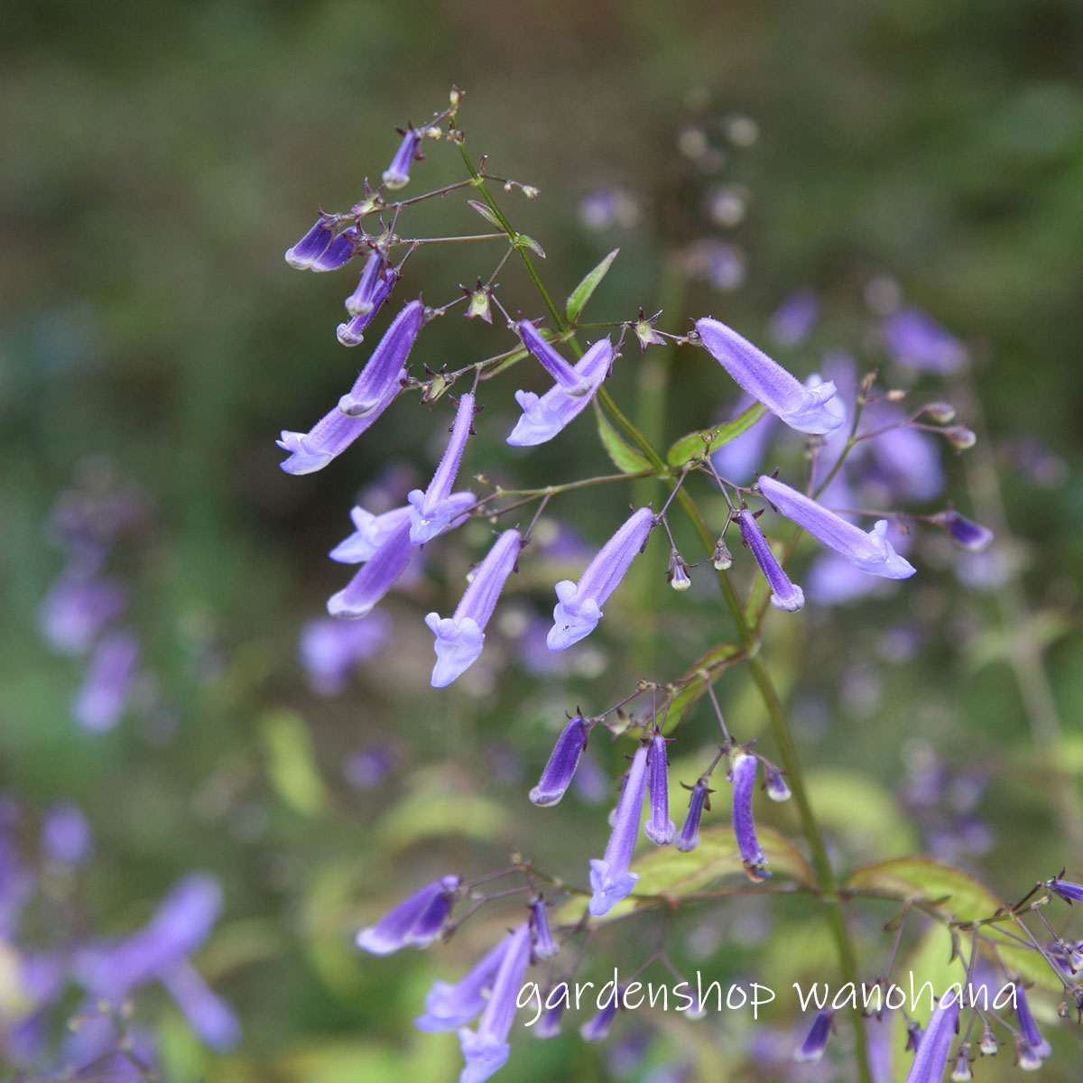 楽天市場】荻須高徳 リトグラフ 食料品店 1981 : ギャラリー