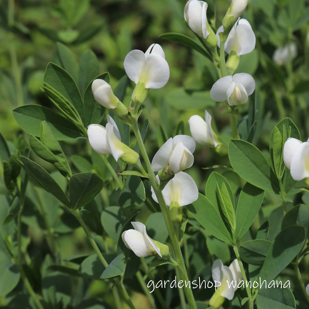 【花入18】萩3  白萩　小松健　高さ20.5㎝ yakimonohanaire-45.jpg?v=