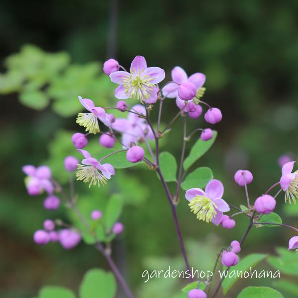 釣鐘ニンジン球根苗　薄紫の鐘形花の植物 約60cmき ツリガネニンジン（釣鐘人参）【9月】｜薬草の花｜ 日野製薬