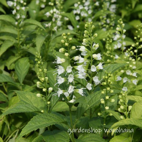 楽天市場】柊草 (ヒイラギソウ)※2025年開花終了。2026年開花見込み