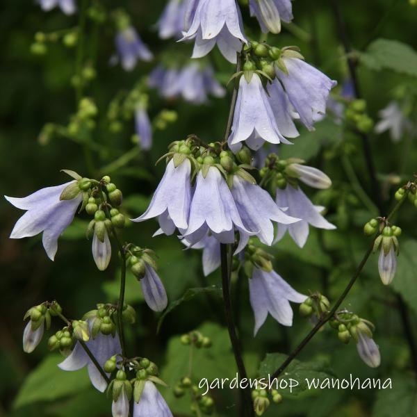 楽天市場】沢桔梗 (サワギキョウ)※2025年、開花終了。地上部を