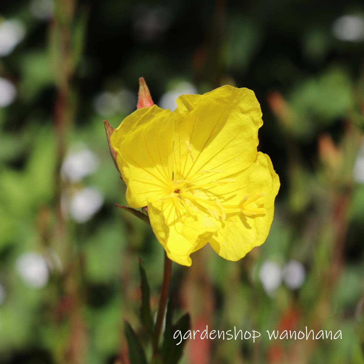 楽天市場】月見草 黄花 (ツキミソウ キバナ)※2026年開花見込み