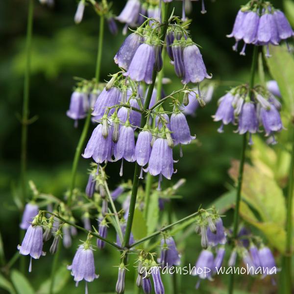 楽天市場】釣鐘人参 (ツリガネニンジン)※2025年開花終了。2026年開花