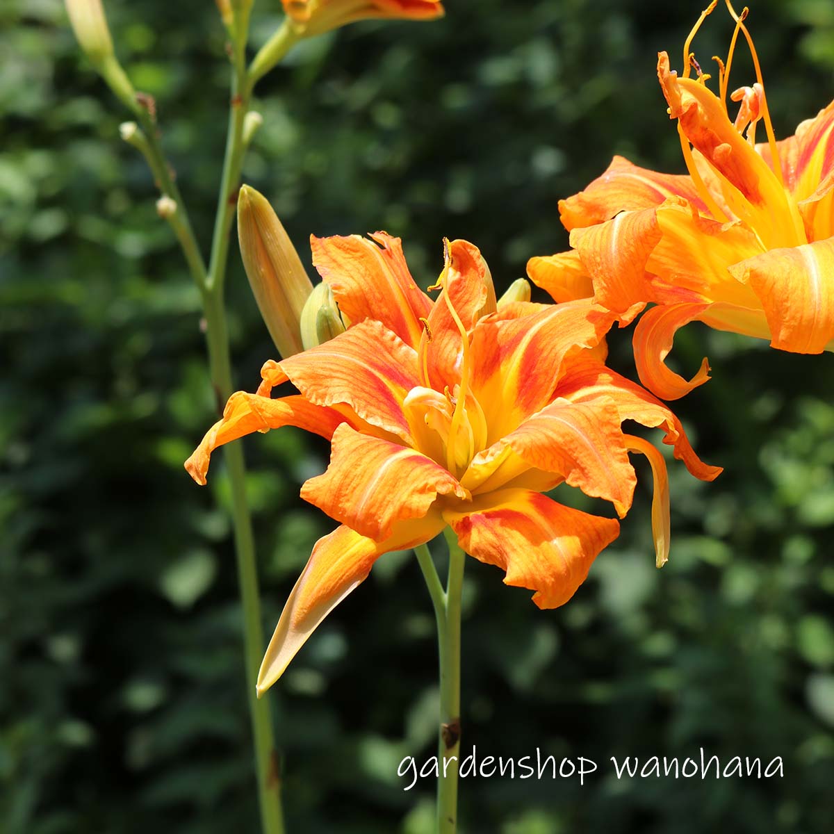 楽天市場】藪柑子 ヤブコウジ 科名 サクラソウ科 開花時期5月～ 成長丈