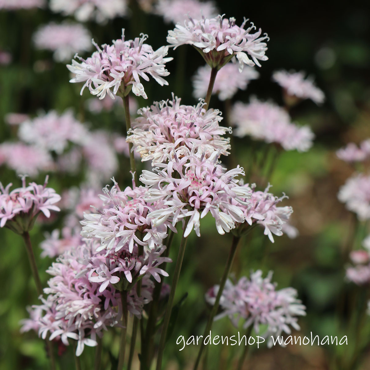 楽天市場】姫矢羽ススキ（姫ヤハズススキ）苗 苗木 ポット植え : 日本