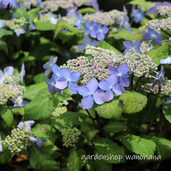 楽天市場】クロジクアジサイ マクロフィラ ブラックスチールシリーズ