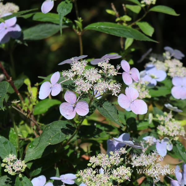 山採り　アズキナシ 特大 楽天市場】【現品】山アジサイ苗 瀬戸の月(セトノツキ) 特大株 7号鉢