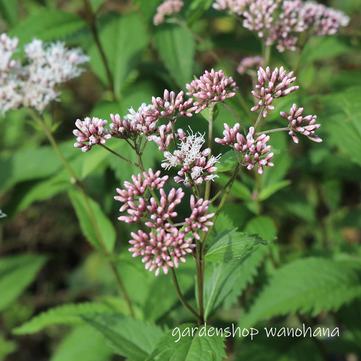 楽天市場】2024年10月中旬開花 原種フジバカマ 鉢植え 山野草