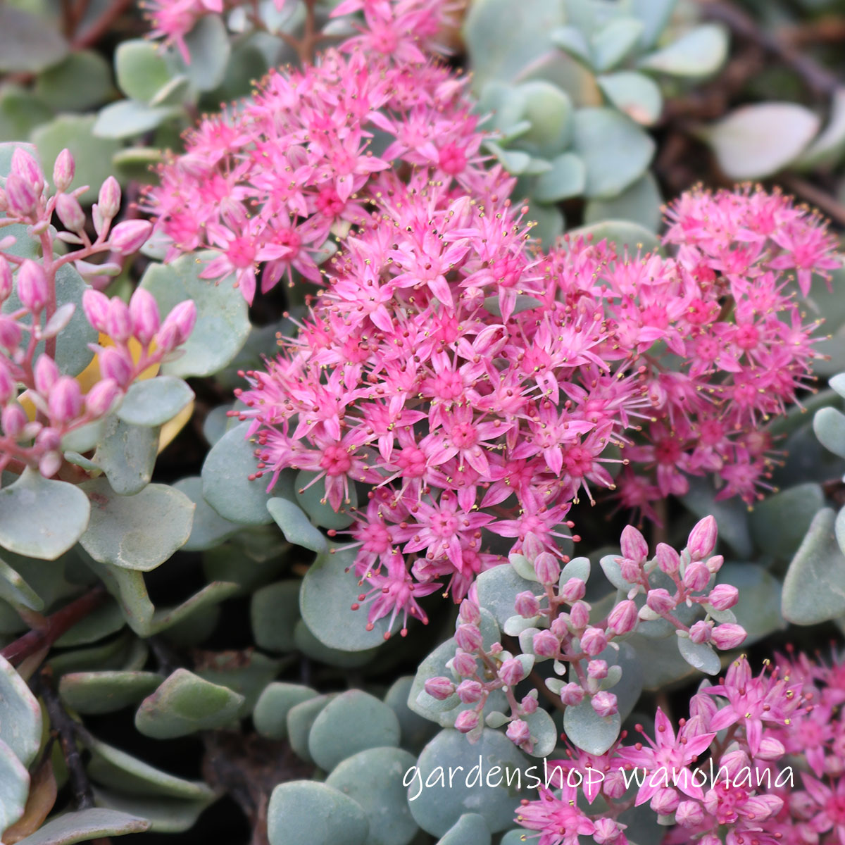 楽天市場】越中ミセバヤ(エッチュウミセバヤ) 3.5号ポット苗 : 千草園芸