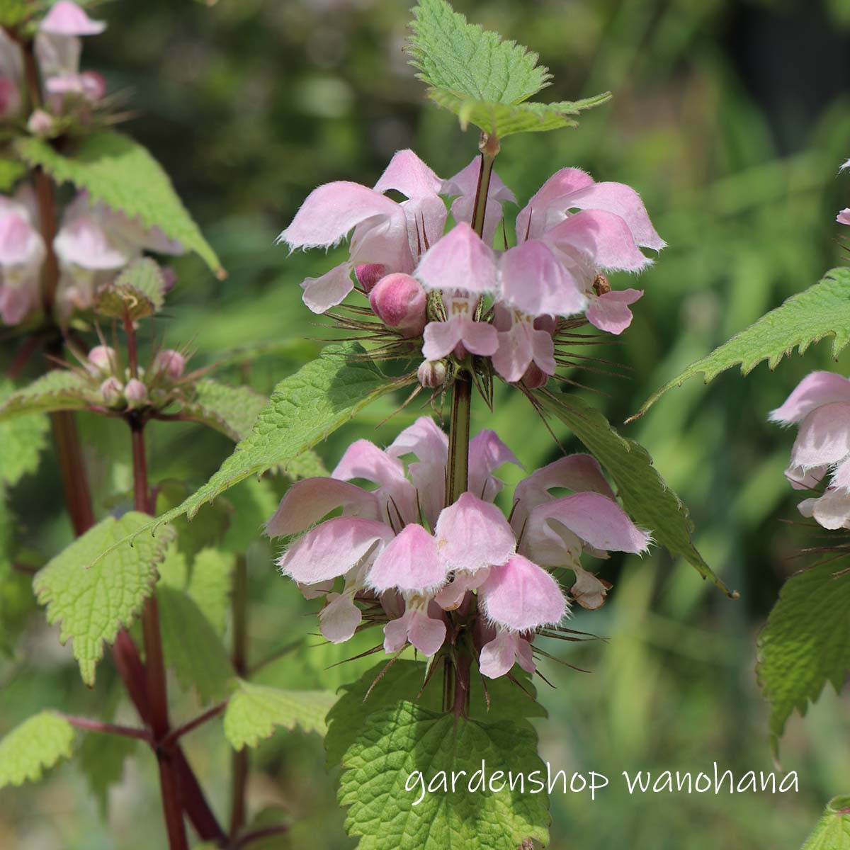 楽天市場】オオムラサキツユクサ 白系花 : 千草園芸