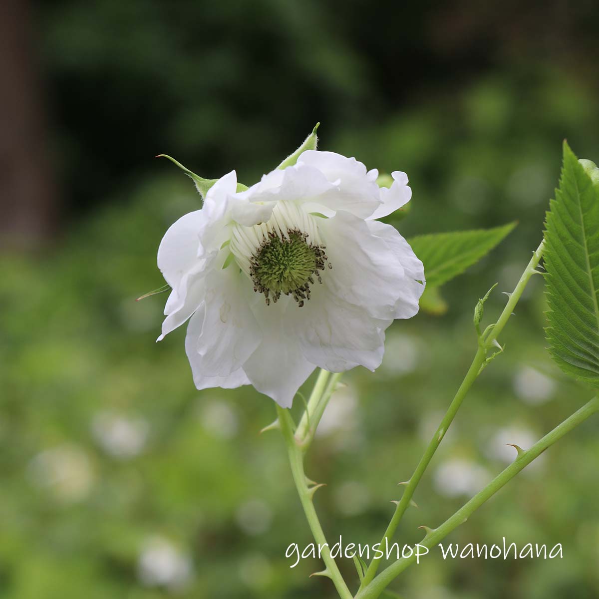 楽天市場】八重咲き薔薇苺 (ヤエザキバライチゴ) : ガーデンショップ和の花