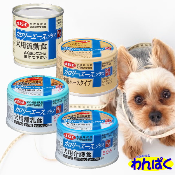 わんぱく家の鴨脚樹