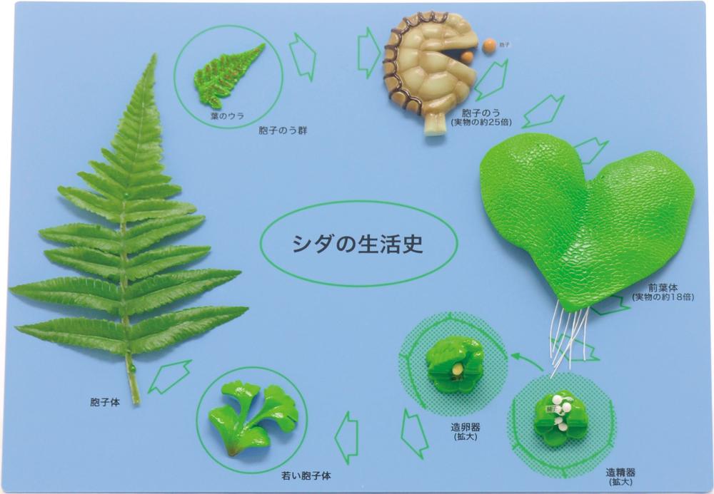 シダの生活史模型